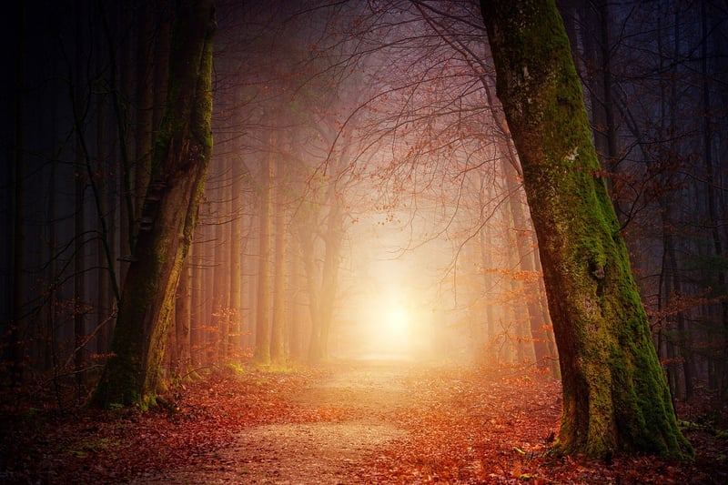 Magical Woodlands